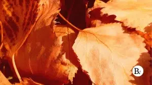 Dentelle d'automne : ocre, marron et textures végétales en macro