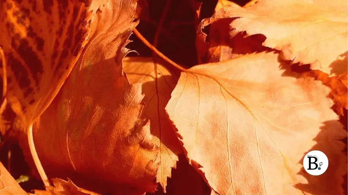 Dentelle d'automne : ocre, marron et textures végétales en macro