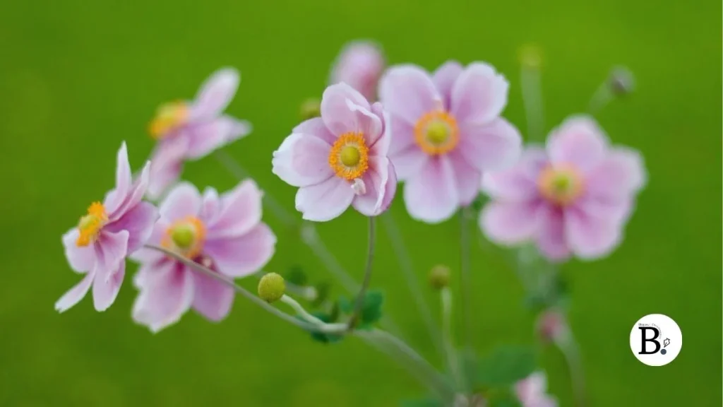 fleur anémone japon rose coeur jaune L’Anémone du Japon : Défi photo La Fleur du Mois Septembre 2026