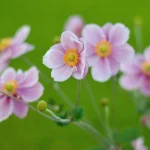 Anemone hupehensis, Anémone du Japon