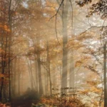 couleurs d'automne