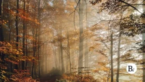 couleurs d'automne