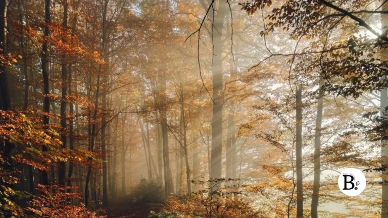 couleurs d'automne