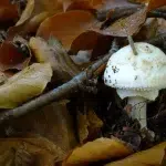 champignon blanc au mileu de feuilles d'arbre en automne