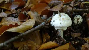 champignon blanc au mileu de feuilles d'arbre en automne