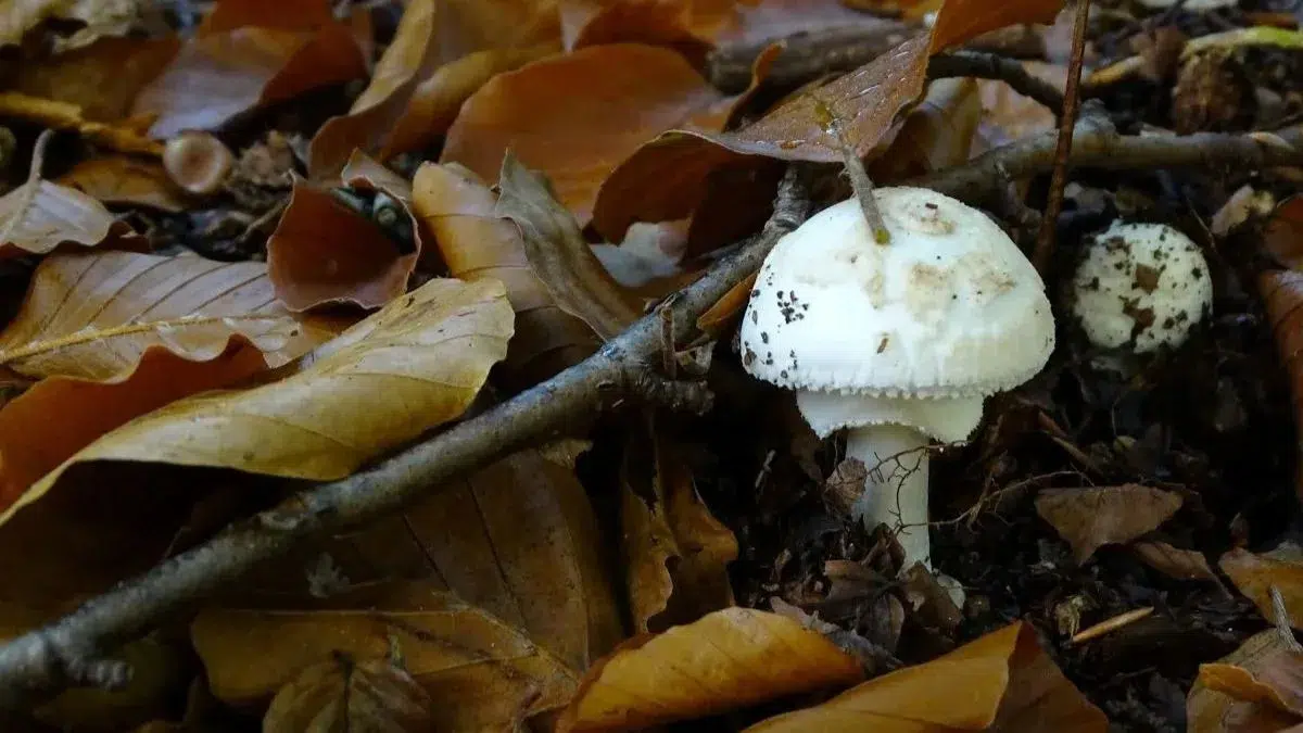 champignon blanc au mileu de feuilles d'arbre en automne
