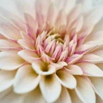 Dahlia Café au Lait