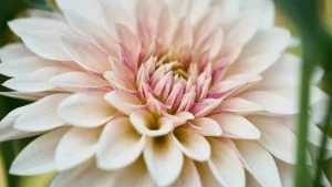 Dahlia Café au Lait
