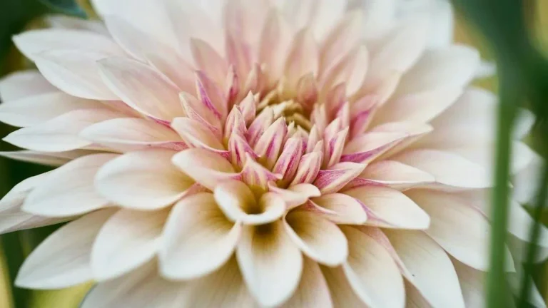 Dahlia Café au Lait