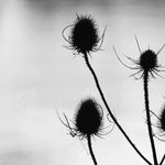 Têtes de cardère aux silhouettes épineuses