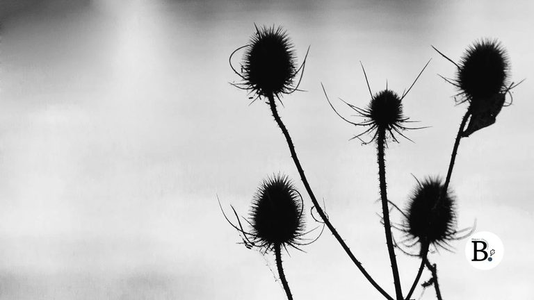 Têtes de cardère aux silhouettes épineuses