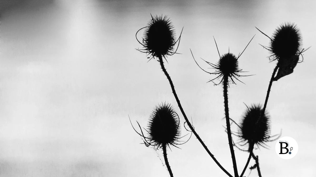 Têtes de cardère aux silhouettes épineuses
