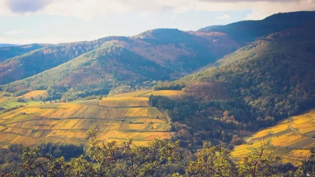 alsace vosges vignobles automne AllTrails : 10 randonnées aux couleurs de l'automne