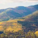 Vallée de coteaux viticoles en Alsace
