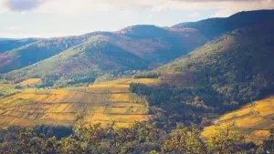 Vallée de coteaux viticoles en Alsace